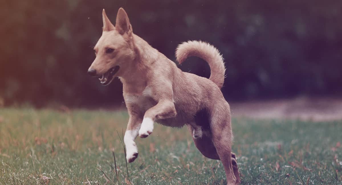 pet sitting video